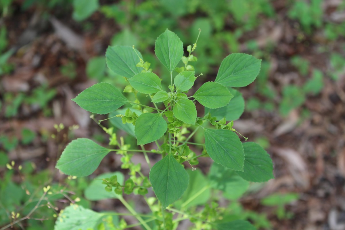 Acalypha indica L.